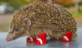 Hedgehog Shoe Boots Animal